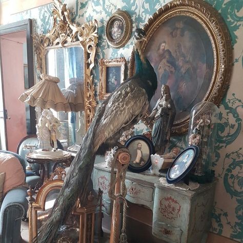 Antique taxidermy Victorian Taxidermy Display, Victorian Naturalist, Antique Taxidermy, Taxidermy Display, Frou Frou, Old West, Taxidermy, Art And Architecture, Decorating Ideas