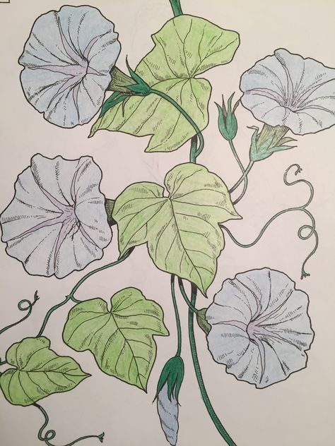 Morning Glory Morning Glory Flowers Sketch, Morning Glory Drawing, Morning Glory Tattoo, Garden Tattoos, Printable Wall Collage, Morning Glory Flowers, Flower Line Drawings, Flower Drawing Tutorials, Morning Glories