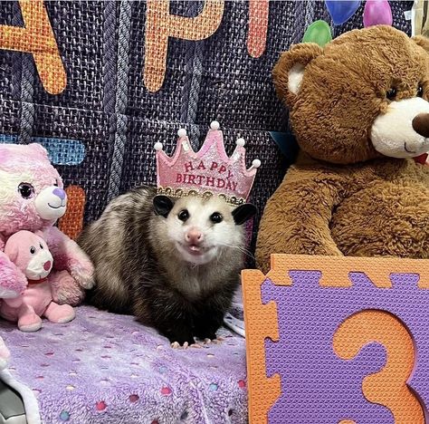 Cute Possums, Birthday Possum, Baby Possum, Awesome Possum, Funny Paintings, Silly Animals, Cute Wild Animals, Rodents, Fantastic Beasts