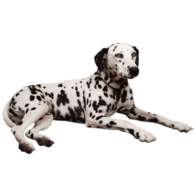 Web Clipart, Best Png, Holistic Pet Care, Pet Tips, Love Background Images, Dalmatian Dogs, Dog Allergies, Pet Hacks, Dog Images