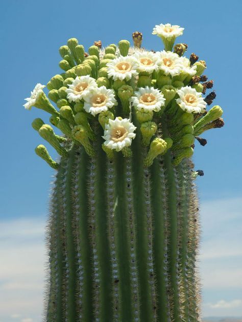 Carnegiea gigantea Cactus Care, Blooming Cactus, French Country Garden, Desert Flowers, Luxury Garden, Cactus Flowers, Saguaro Cactus, Biome, Vegetable Garden Design