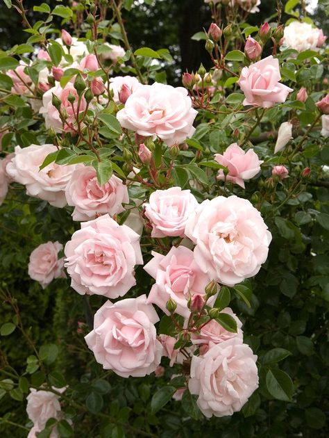 pink new dawn roses When To Prune Roses, Pruning Shrubs, Pruning Plants, Types Of Hydrangeas, Pruning Fruit Trees, Rose Gardening, Fragrant Roses, Rose Varieties, Growing Roses