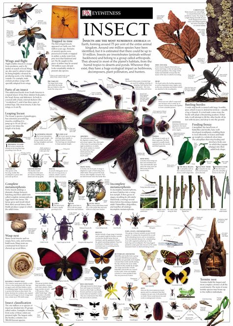 Insect wall chart (I want one) Insect Encyclopedia, World History Facts, Animal Infographic, Science Infographics, Insect Wall, World History Lessons, Earth And Space Science, Animal Study, Architecture Concept Drawings