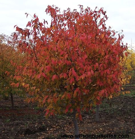 Carpinus caroliniana Hornbeam Tree, Elm Tree, Street Trees, Clay Soil, Plant List, Diy Landscaping, Nurseries, Cottage Garden, Garden Inspiration