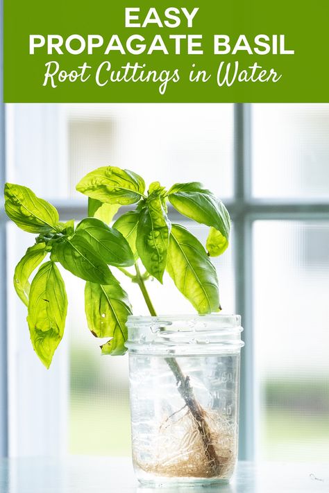 Propagate Basil - You are not going to believe how easy it is to propagate basil. Rooting basil is the best way to get lots of basil plants. You can even do it with basil from the grocery store! #propagatingbasil #rootingbasil #growingherbs #growingbasil Garden In Kitchen, Propagate Basil, Herb Garden In Kitchen, Growing Basil, Basil Plant, Vertical Herb Garden, Herbs Indoors, Growing Indoors, Growing Herbs