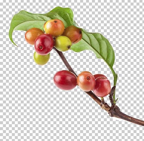 Coffee Plant Photography, Coffee Bean Flower, Coffee Bean Plant, Coffee Bean Tree, Coffee Leaves, Recipe Art, Proposal Cover, Bean Plant, Colombian Coffee