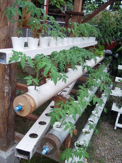 Hydroponics Hydroponic Gardening Diy, Indoor Vegetables, Hydroponic Farming, Hydroponics Diy, Aquaponic Gardening, Hydroponic Growing, Indoor Vegetable Gardening, Gardening Hacks, Garden Idea