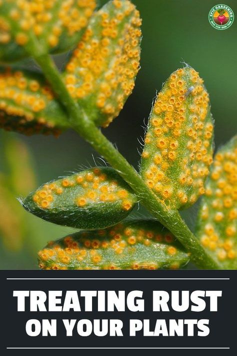 Various types of rust fungus cause damage to plants. We explore these irritating fungi and how to control them in your garden. Epic Gardening, Get Rid Of Aphids, Organic Fungicide, Bad Bugs, Fruit Bearing Trees, Organic Gardening Pest Control, Garden Problems, Ginger Flower, Bush Beans