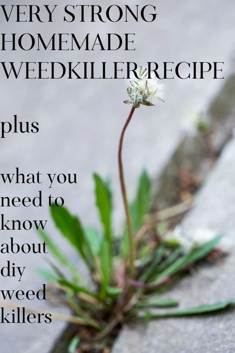 Say goodbye to pesky weeds with our homemade weed killer recipe! This all-natural solution will have those annoying plants saying "sayonara!" Plus, we've got the facts to back it up. Kiss the harmful chemicals goodbye and let nature do the dirty work for you. https://nourishandnestle.com/homemade-weed-killer-recipe-and-facts/ Vinegar For Weeds, Kill Weeds Naturally, Killing Weeds, Kill Weeds, Bee Friendly Plants, House Makeover, Plant Problems, Growing Tips, Citrus Trees