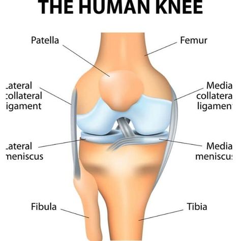 Anatomy Of The Knee, Common Knee Injuries, Parts Of The Knee, Human Knee, Patellofemoral Pain Syndrome, Knee Ligaments, Swollen Knee, Ligaments And Tendons, Ligament Injury