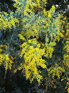 Queensland Silver Wattle, Acacia Podalyriifolia, Japanese Barberry, Colonial Garden, Tree Growing, Golden Nugget, Backyard Flowers, Australian Plants, Beach Cabin