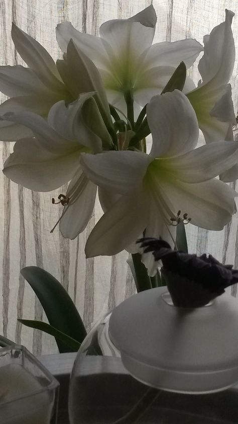 White Amaryllis Aesthetic, Persephones Garden, Amaryllis Aesthetic, Amaryllis Flowers, Lily Plants, Nothing But Flowers, Lily White, Rose Decor, Beautiful Bouquet Of Flowers