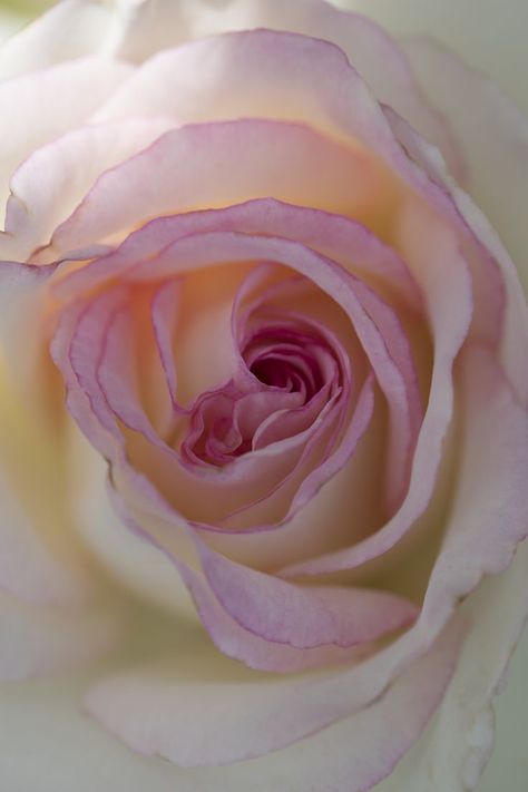 Rosé Close Up, Close Up Photography, Pink Rose, Pink Roses, Blush Pink, Close Up, Nature Photography, Blush, Roses