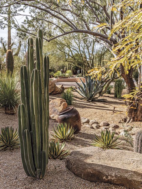 Dessert Garden Landscape, Natural Desert Landscaping, Joshua Tree Landscaping Ideas, Xeriscape Front Yard Arizona, Desert Yard Landscaping, Large Desert Backyard Landscaping, Arizona Landscaping Ideas Backyard, Desert Backyard Landscaping, Cycads Landscape Design