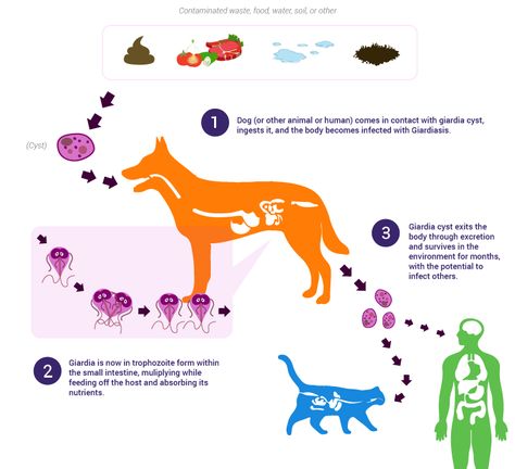 Giardia In Humans, Giardia In Dogs, Cats And Humans, Intestinal Parasites, Vet Medicine, Proper Hygiene, Young Animal, Dog Brushing, Dog Bath