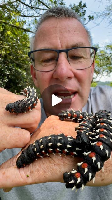 Cool Caterpillars, Crazy Caterpillars, Tiger Moth Caterpillar, A Moving Caterpillar, Scary Bugs, Cecropia Moth Caterpillar, Moth Caterpillar, Caterpillar, Moth