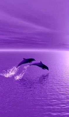 Dolphins, Purple, Water