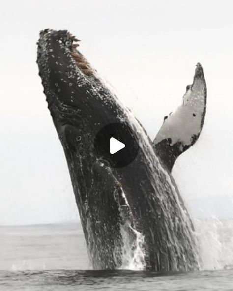 Monterey California, Humpback Whale, Tag A Friend, Monterey, Getting Old, Angel Wings, Love This, California, Angel