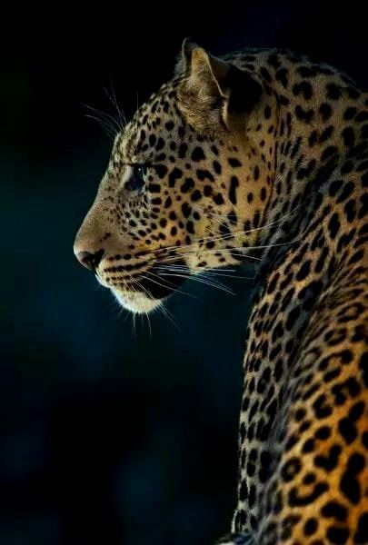 Leopard Side Profile, Cheetah Photos, Leopard Portrait, Leopard Face, Game Reserve, Leopard Animal, Side Profile, Arte Animal, Leopards