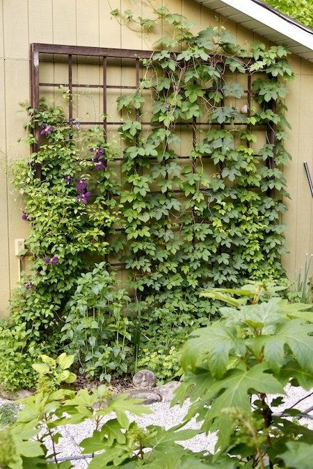 Hops Trellis, Growing Hops, Cedar Trellis, Mailbox Garden, Shed Landscaping, Plant Structure, Diy Garden Trellis, Hillside Garden, Garden Tours