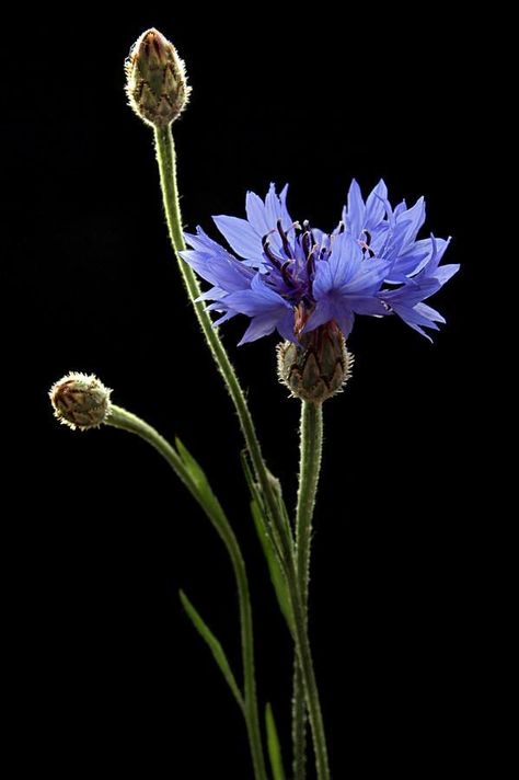 Haber Wildflower Photography, Grafika Vintage, Wildflowers Photography, Bachelor Buttons, Blue Cornflower, Floral Photography, Flowers Nature, Flower Pictures, Amazing Flowers