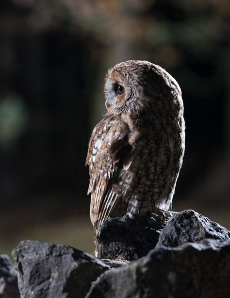 Owl At Night, Wild Owl, Owl Photography, Rim Light, Black Owl, Owl Eyes, Lee Valley, Plains Background, Beautiful Owl