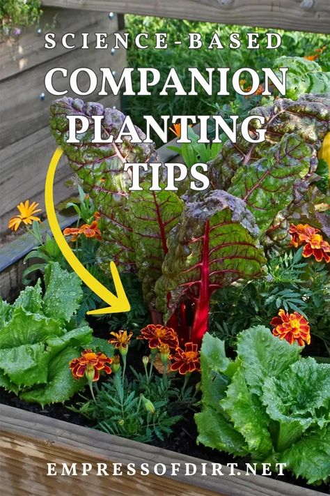 Companion Plants For Lettuce, Companion Planting Garden Layout, Lettuce Companion Planting, Partner Planting, Mediterranean Vegetable Garden, Lettuce Companion Plants, Companion Planting Vegetables Layout, Flower And Vegetable Garden Combined, Plant Cucumbers