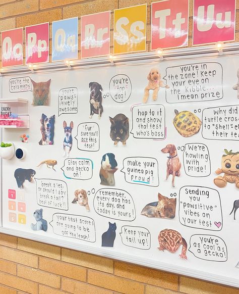 State testing ready✏️🦋🩷 My 3rd graders have been working so hard to prepare for the next two weeks of testing and I can’t wait to cheer them on! Last week I asked parents to send me pictures of my students’ pets or stuffed animals to help create this motivational mural in our classroom. I did this last year and the responses from both the kids and parents have now made it an absolute must! Good luck to all of those state testing in the upcoming weeks🌟 We’ve got this! #backtoschool #educ... Motivational Mural, State Testing, Future Job, Future Jobs, Stay Calm, Guinea Pigs, Kids And Parenting, Stuffed Animals, Made It