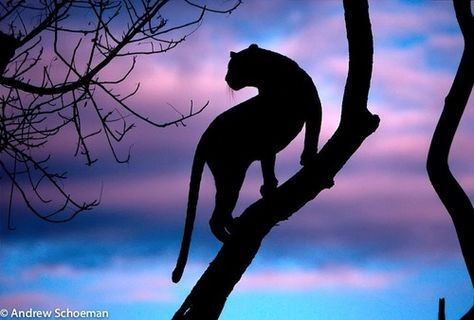 Celestial Silouette | Flickr - Photo Sharing! Silhouette Photography, Silhouette Painting, Charcoal Drawings, Animal Silhouette, Cheetahs, Silhouette Art, Leopards, Dark Night, Beautiful Cats