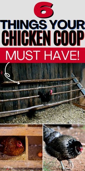 Keep Chicken Coop Clean, Chicken Coop Bedding, Yard Chickens, Chicken Coop And Run, Gardening Veggies, Coop And Run, Food For Chickens, Survival Preparedness, Farm Chickens