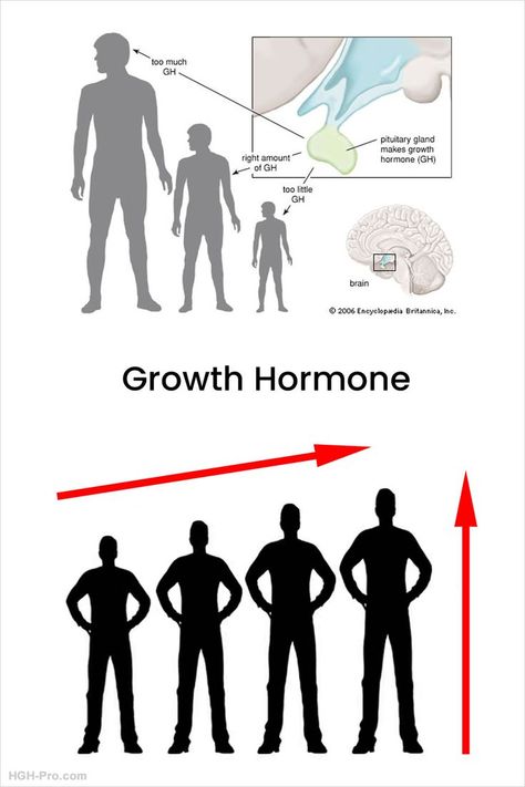 Information about how growth hormone affects growth spurts and increasing height. Increasing Height, Human Growth Hormone, Fertility Testing, Height Growth, Growth Spurt, Pituitary Gland, Growth Hormone, Questions And Answers, Fertility