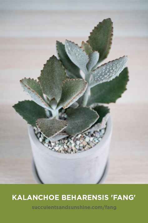 Kalanchoe Beharensis, Garden Beds Diy, Tall Succulents, Cactus Names, Lithops Succulents, Succulent Names, Kaktus Dan Sukulen, Green Succulents, Beds Diy