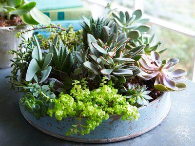 Shallow Pot Plants, Shallow Planters, How To Water Succulents, Succulent Bowls, Succulent Landscape Design, Succulent Landscaping, Simple Garden, Propagating Succulents, Succulents Plants