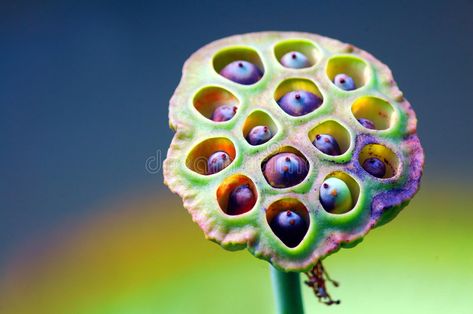 Lotus Flower Pod, Lotus Seed Pod, Lotus Seed, Lotus Pods, Seed Pod, Lily Pond, Print Inspiration, Seed Pods, Organic Form