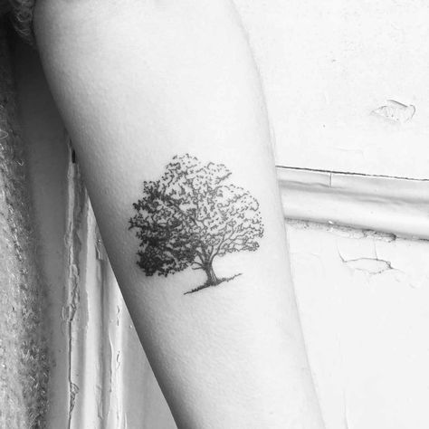 Acorn Tree Tattoo, White Oak Tattoo, Celtic Oak Tree Tattoo, Oak Tattoo Tree, Live Oak Tattoo, Simple Oak Tree Tattoo, Oak Tree Tattoo For Women, Bord Tattoo, Oak Tree Tattoos