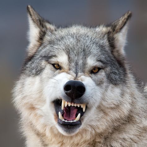 Opinion | 2019: The Year of the Wolves - The New York Times Snarling Wolf, Angry Wolf, Wolf Face, Psy I Szczenięta, Wolf Photos, Wolf Tattoo Design, Wolf Spirit Animal, Wolf Wallpaper, Wolf Love