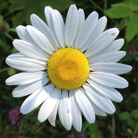 Beautiful daisy at SilverHills.ca Daisy Reference, Flower Images Beautiful, Daisy Picture, Winter Flowering Plants, Daisy Photo, Chamomile Plant, Flowers Daisy, Winter Gardening, Daisy Love