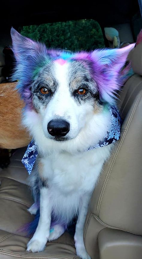 Dog Hair Dye Ideas, Dyed Dogs, Dog Hair Dye, Dog Dye, Grooming Ideas, Creative Grooming, Hair Dye Ideas, Grooming Style, Hair Dyes