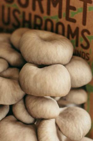 Mushrooms are having a moment in 2024 – and it can be easily grown indoors. Mushroom Kits, Mushroom Grow Kit, Mushroom Growing, Calorie Count, Mushroom Garden, Garden Mushrooms, Gardening Trends, Grow Kit, Chelsea Flower