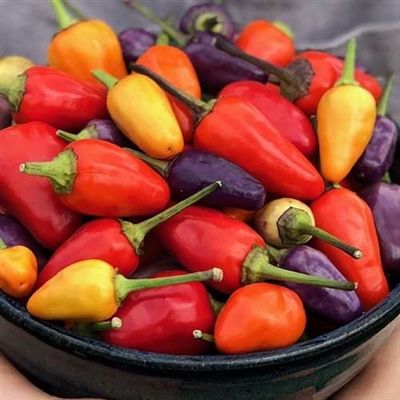 Fruition Seeds, Northeast breed seeds Lavender Orange, Pepper Seeds, Hot Pepper, Colors Purple, Cream Yellow, Purple Lavender, Orange Cream, Stuffed Hot Peppers, Non Gmo