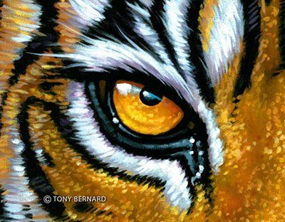 EYE OF THE TIGER! Tiger Eye Painting, Louisiana Gifts, Regard Animal, Tiger Drawing, Eye Of The Tiger, Tiger Painting, Big Cats Art, 10 Commandments, Tiger Face