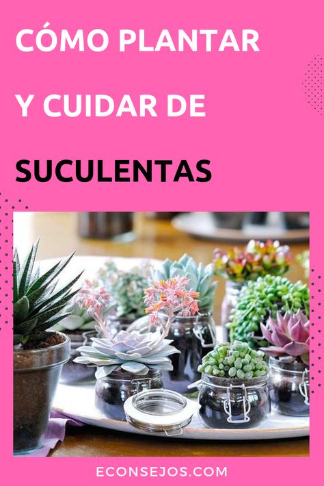 Suculentas: cómo plantar y cuidar paso a paso #Econsejos #Jardines #PlantasDecoracion #PlantasDeCasa #PlantasDeInterior #Suculentas #PlantarSuculentas Small Flower Gardens, Planter Box Plans, Vegetable Garden Diy, Succulents Decor, Succulent Gardening, Low Maintenance Garden, Terrarium Plants, Cactus Y Suculentas, Garden Care