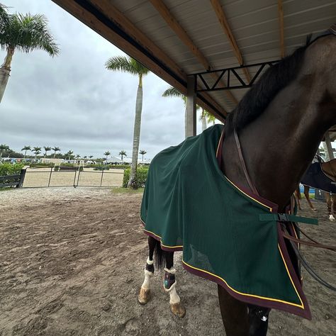 🌴🐴 . #monksdiaradosboy #lsf #lionsharefarm #teamlionshare #blueeyedhorse #rideforacause #horsegirl #nyc #fashionschool #equestrian #lemieuxproductsofficial #lovelemieux #wellington #wellingtonfl #wef #florida #westpalmbeach Wef Horse Show, Wellington Florida, Horse Show, West Palm Beach, Horse Girl, Show Horses, Wellington, Equestrian, Florida