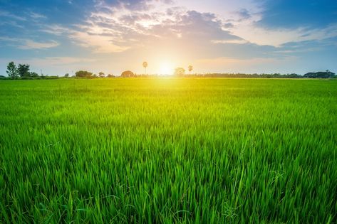 Beautiful green cornfield with sunset sk... | Premium Photo #Freepik #photo #corn-field #field #sunny-day #crop-field Sunset Sky Background, Crop Field, Field Wallpaper, Corn Field, Green Pasture, Sky Background, Photo Beautiful, Sunset Landscape, Instagram Logo