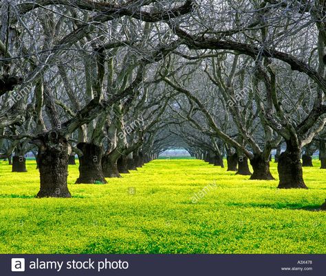 Old walnut orchard with yellow legume ground cover Near Colusa California Stock Photo Walnut Orchard, Ground Cover, Walnut, Tree Trunk, California, Stock Images, Stock Photos, Yellow, Plants