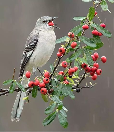 a.H.N.72 on Instagram: “#goodmorning #photooftheday #photo #9vaga_macro9 #9vaga9 #splash #wu_greece” Baby Exotic Animals, Northern Mockingbird, Bird Painting Acrylic, Carnival Of The Animals, Bird Identification, Birds Art, Pet Dragon, Pets Drawing, Pet Monkey