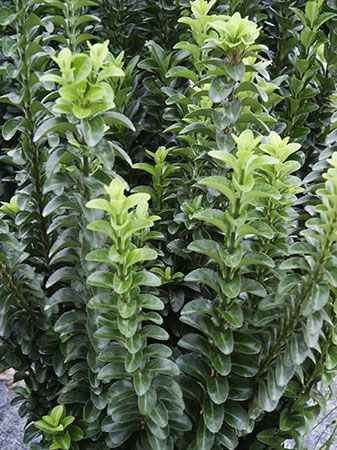 Euonymus japonicus 'Green Spire' Upright evergreen shrub Euonymus Japonicus Green Spire, Euonymus Japonicus, Texas Plants, Plant Inspiration, Planting Design, Backyard Plants, Plant Guide, Sun Plants, Front Yard Garden