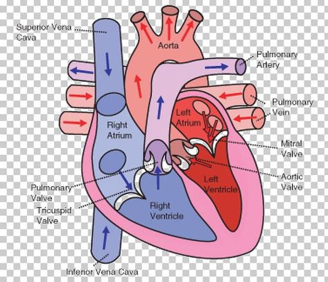 Circulatory System Model, Circulatory System Diagram, Heart Circulatory System, Heart System, Anatomy Stickers, Body Png, Human Circulatory System, Projects Science, Medical Assistant Student