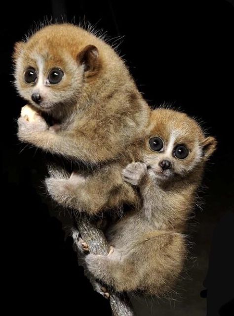 Slow Loris, Baby Animals Pictures, Primates, Sweet Animals, Animal Planet, Amazing Animals, Beautiful Animals, Cute Little Animals, Animals Friends