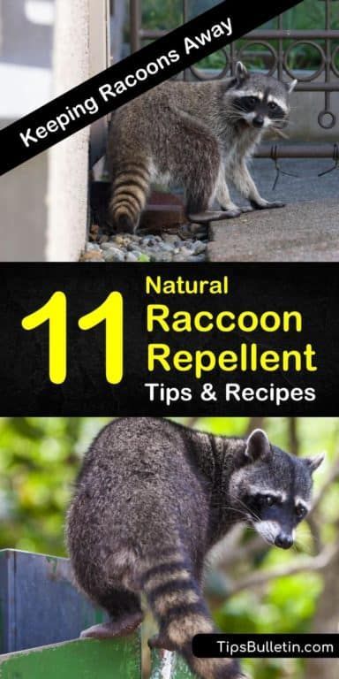 Keeping Racoons Away - 11 Natural Raccoon Repellent Tips and Recipes Keep Raccoons Out Of Garden, Raccoon Deterrent How To Get Rid, How To Deter Raccoons, Get Rid Of Raccoons In Yard, How To Get Rid Of Raccoons In Your Yard, How To Get Rid Of Raccoons, Raccoon Deterrent, Raccoon Repellent, Getting Rid Of Raccoons